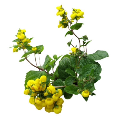 现代花草植物免费su模型(1)
