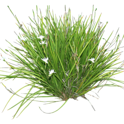 现代花草植物免费su模型(1)