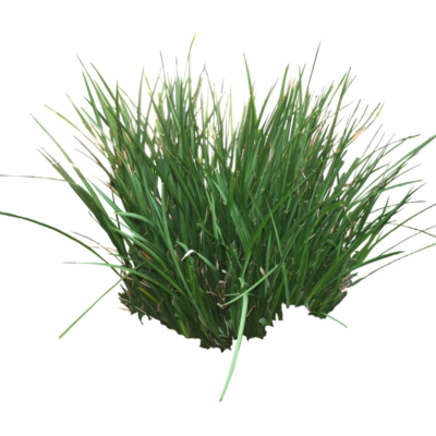 现代花草植物免费su模型(1)