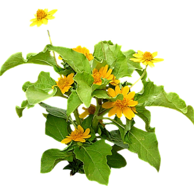 现代花草植物免费su模型(1)
