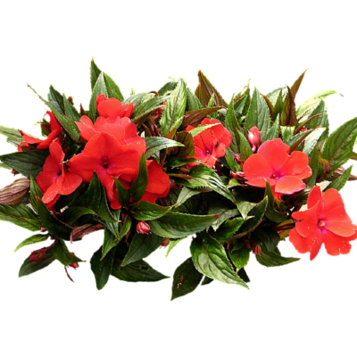 现代花草植物免费su模型(1)