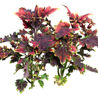 现代花草植物免费su模型(1)