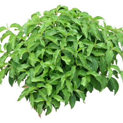 现代花草植物免费su模型(1)