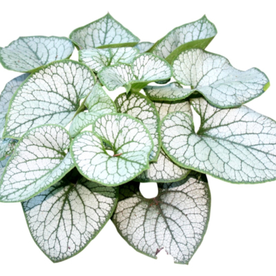 现代花草植物免费su模型(1)
