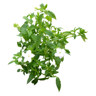 现代花草植物免费su模型(1)