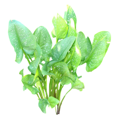 现代花草植物免费su模型(1)