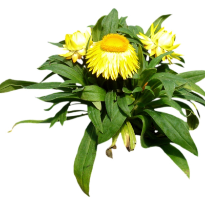 现代花草植物免费su模型(1)