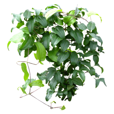 现代花草植物免费su模型(1)