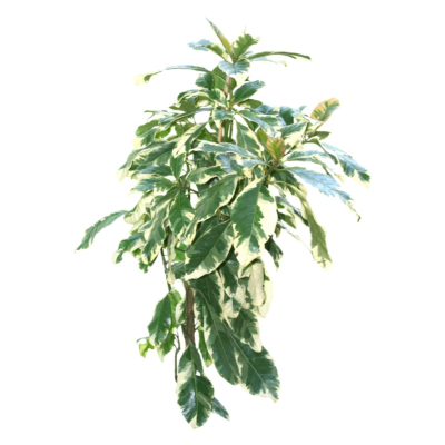 现代花草植物免费su模型(1)