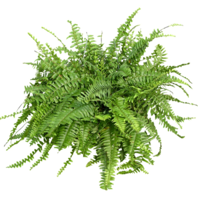 现代花草植物免费su模型(1)