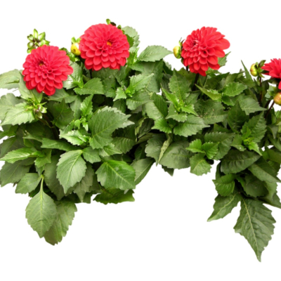 现代花草植物免费su模型(1)