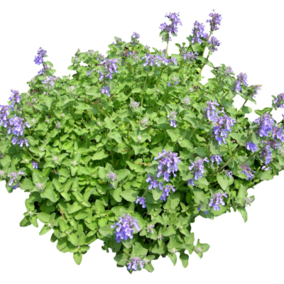 现代花草植物免费su模型(1)