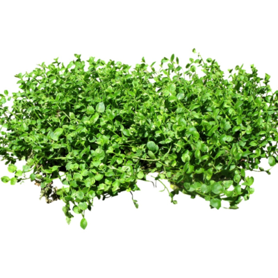 现代花草植物免费su模型(1)
