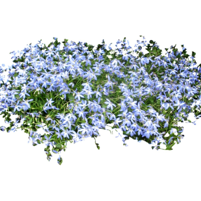 现代花草植物免费su模型(1)