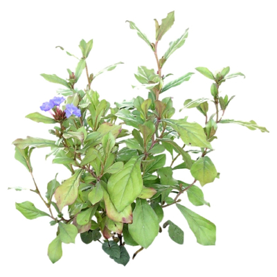现代花草植物免费su模型(1)