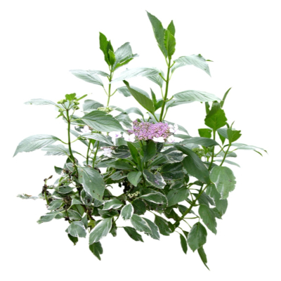 现代花草植物免费su模型(1)