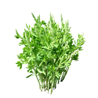 现代花草植物免费su模型(1)