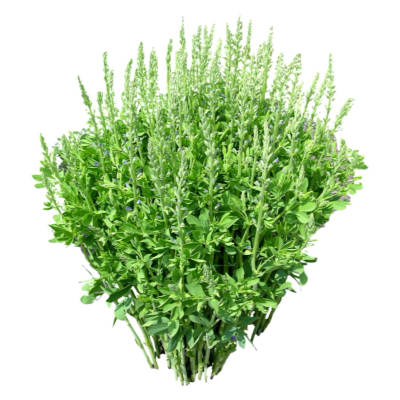 现代花草植物免费su模型(1)