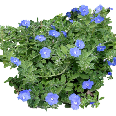 现代花草植物免费su模型(1)