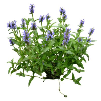 现代花草植物免费su模型(1)