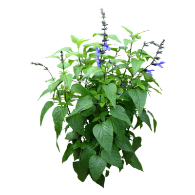 现代花草植物免费su模型(1)