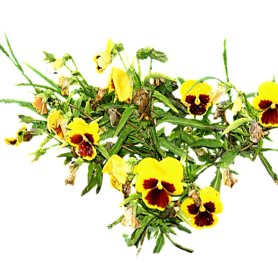 现代花草植物免费su模型(1)