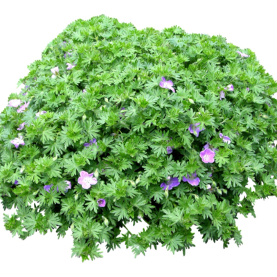 现代花草植物免费su模型(1)