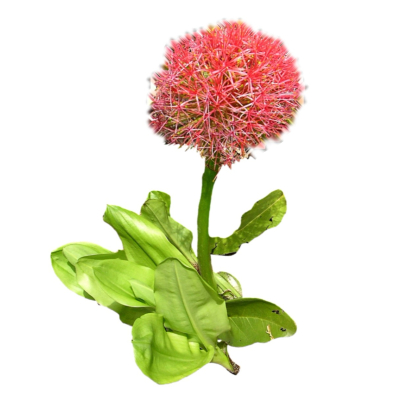 现代花草植物免费su模型(1)