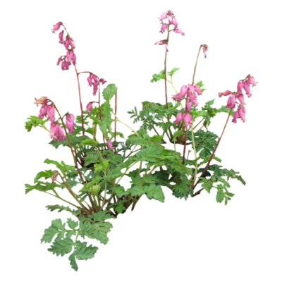 现代花草植物免费su模型(1)