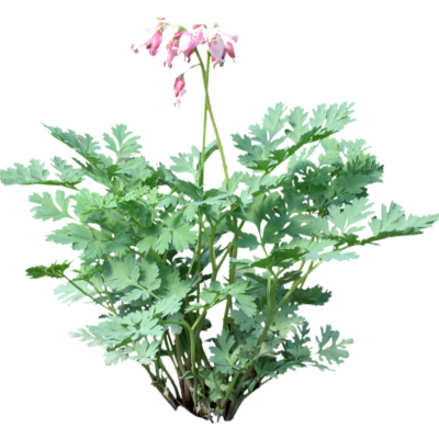 现代花草植物免费su模型(1)