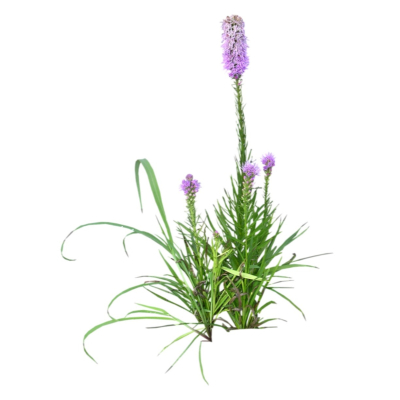 现代花草植物免费su模型(1)
