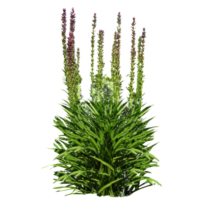 现代花草植物免费su模型(1)