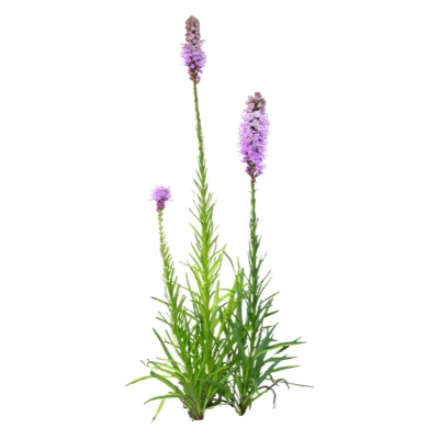 现代花草植物免费su模型(1)