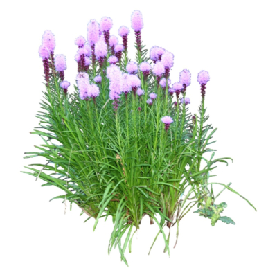 现代花草植物免费su模型(1)