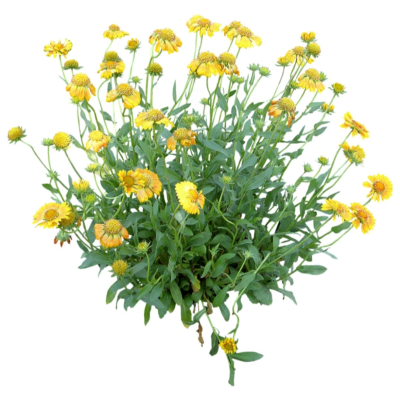 现代花草植物免费su模型(1)
