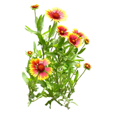 现代花草植物免费su模型(1)