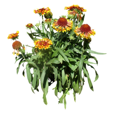 现代花草植物免费su模型(1)