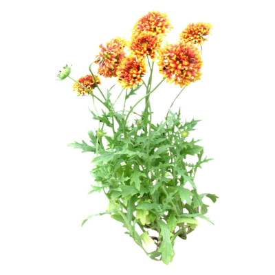 现代花草植物免费su模型(1)
