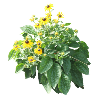 现代花草植物免费su模型(1)