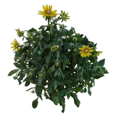 现代花草植物免费su模型(1)