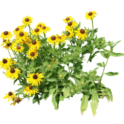 现代花草植物免费su模型(1)