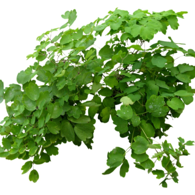 现代花草植物免费su模型(1)