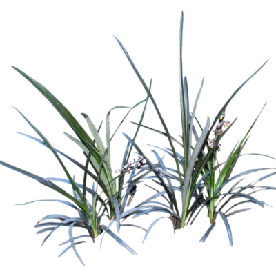 现代花草植物免费su模型(1)