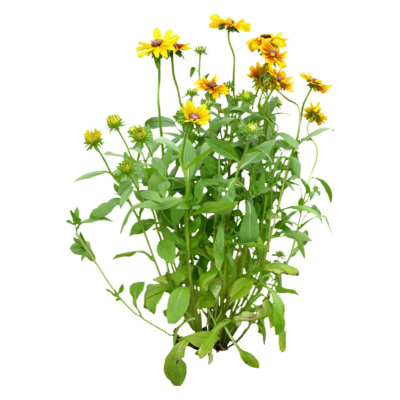 现代花草植物免费su模型(1)