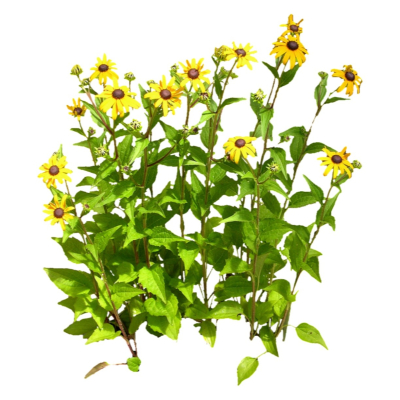 现代花草植物免费su模型(1)