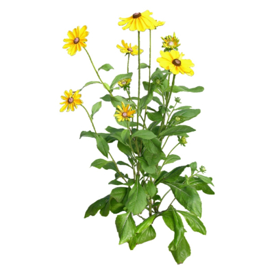 现代花草植物免费su模型(1)