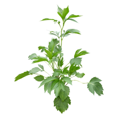 现代花草植物免费su模型(1)
