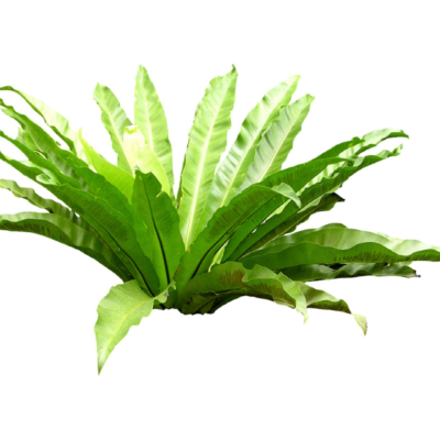 现代花草植物免费su模型(1)