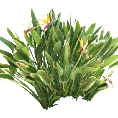 现代花草植物免费su模型(1)