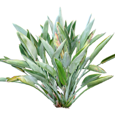 现代花草植物免费su模型(1)